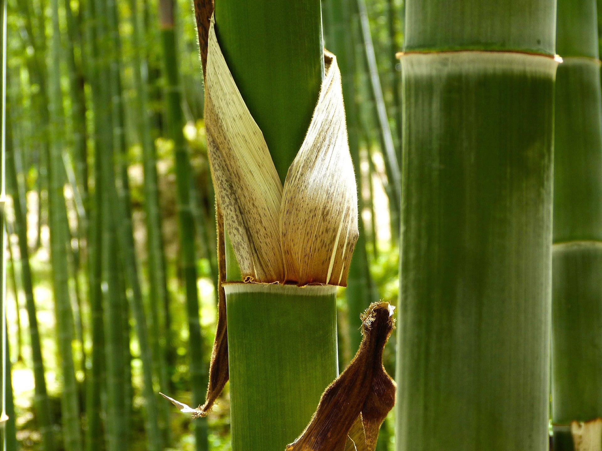 Natürliche Eigenschaften von Bambus-Terrassendielen
