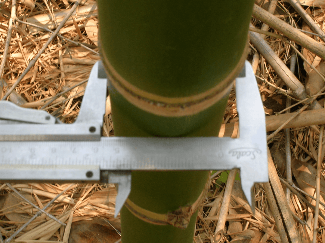 Ein Bambushalm wird vor der Ernte vermessen.