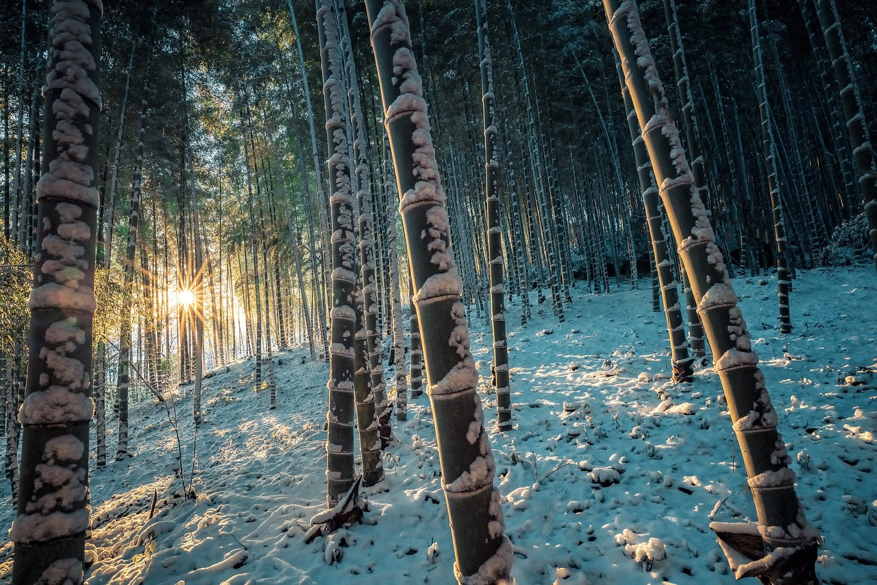 Bambuswald im Winter. 