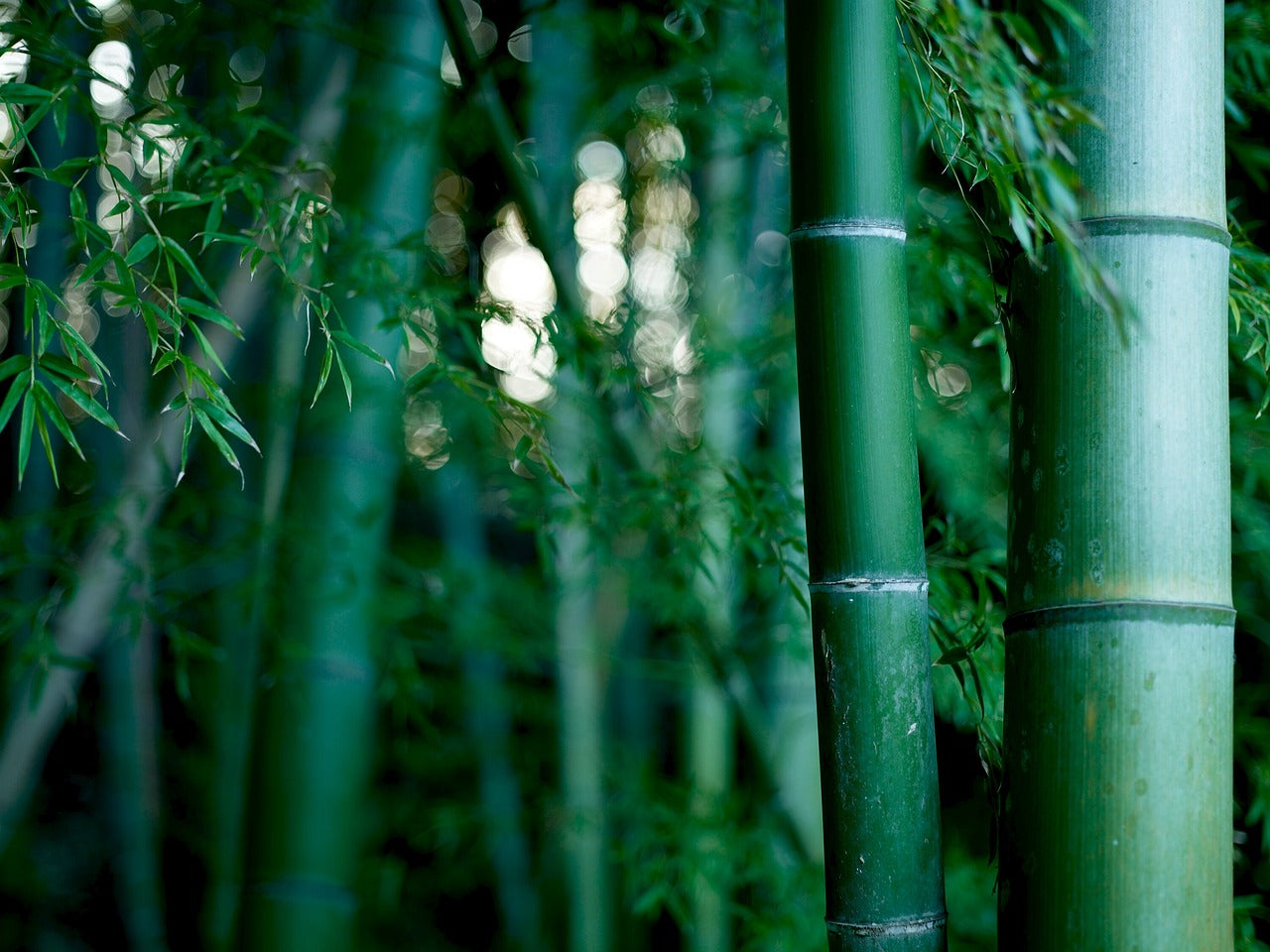 Bambus der Rohstoff für unsere Terrassendielen, die Ökologische Alternative zu Tropenholzterrassendielen